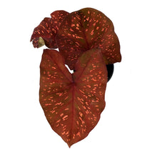 Load image into Gallery viewer, Caladium, 5in, Burning Heart - Floral Acres Greenhouse & Garden Centre