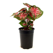 Load image into Gallery viewer, Caladium, 5in, Carolyn Whorton - Floral Acres Greenhouse & Garden Centre