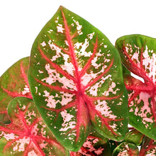 Load image into Gallery viewer, Caladium, 5in, Carolyn Whorton - Floral Acres Greenhouse & Garden Centre