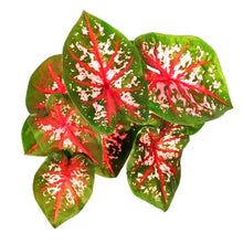 Load image into Gallery viewer, Caladium, 5in, Carolyn Whorton - Floral Acres Greenhouse & Garden Centre