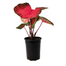 Load image into Gallery viewer, Caladium, 5in, Party Punch - Floral Acres Greenhouse & Garden Centre