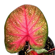 Load image into Gallery viewer, Caladium, 5in, Party Punch - Floral Acres Greenhouse & Garden Centre