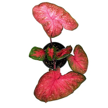 Load image into Gallery viewer, Caladium, 5in, Party Punch - Floral Acres Greenhouse & Garden Centre