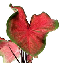 Load image into Gallery viewer, Caladium, 5in, Red Ruffles