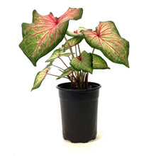 Load image into Gallery viewer, Caladium, 5in, Mount Everest - Floral Acres Greenhouse & Garden Centre