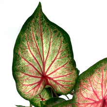 Load image into Gallery viewer, Caladium, 5in, Mount Everest - Floral Acres Greenhouse & Garden Centre