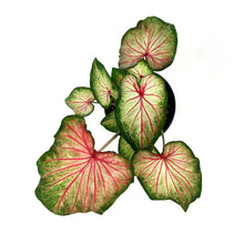 Load image into Gallery viewer, Caladium, 5in, Mount Everest - Floral Acres Greenhouse & Garden Centre