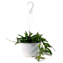 Load image into Gallery viewer, Hoya, 6in HB, Kentiana - Floral Acres Greenhouse & Garden Centre