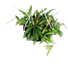 Load image into Gallery viewer, Hoya, 6in HB, Kentiana - Floral Acres Greenhouse & Garden Centre