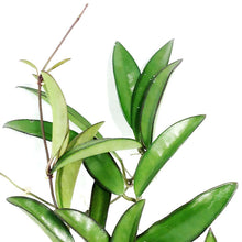 Load image into Gallery viewer, Hoya, 6in HB, Kentiana - Floral Acres Greenhouse & Garden Centre