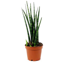 Load image into Gallery viewer, Sansevieria, 2in, Mikado - Floral Acres Greenhouse & Garden Centre