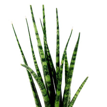 Load image into Gallery viewer, Sansevieria, 2in, Mikado - Floral Acres Greenhouse & Garden Centre