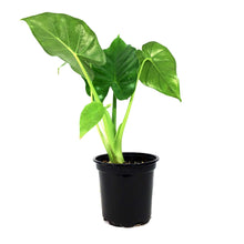 Load image into Gallery viewer, Alocasia, 4in, Macrorrhiza