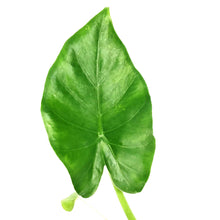 Load image into Gallery viewer, Alocasia, 4in, Macrorrhiza