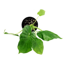Load image into Gallery viewer, Alocasia, 4in, Macrorrhiza