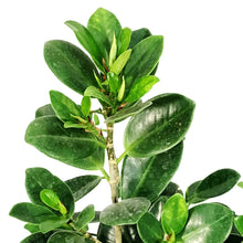 Load image into Gallery viewer, Ficus, 10in, Green Island Bush