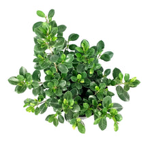 Load image into Gallery viewer, Ficus, 10in, Green Island Bush