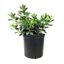 Load image into Gallery viewer, Ficus, 10in, Green Island Bush