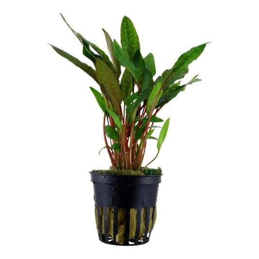 Cryptocoryne Beckettii Petchii, 2in