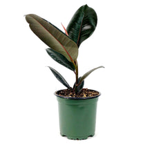 Load image into Gallery viewer, Ficus, 4in, Robusta