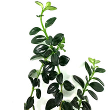 Load image into Gallery viewer, Goldfish Plant, 6in Hanging Basket