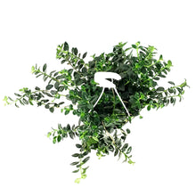 Load image into Gallery viewer, Goldfish Plant, 6in Hanging Basket