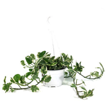 Load image into Gallery viewer, Pothos, 6in HB, Pearls & Jade