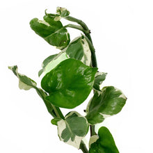 Load image into Gallery viewer, Pothos, 6in HB, Pearls & Jade