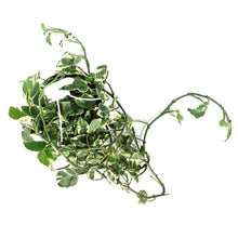 Load image into Gallery viewer, Pothos, 6in HB, Pearls & Jade