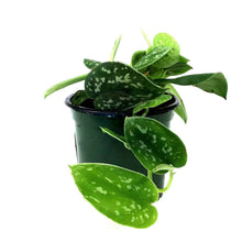 Load image into Gallery viewer, Scindapsus, 4in, Argyraeus