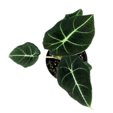 Load image into Gallery viewer, Alocasia, 4in, Black Velvet