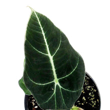 Load image into Gallery viewer, Alocasia, 4in, Black Velvet
