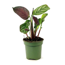 Load image into Gallery viewer, Ctenanthe, 4in, Oppenheimer
