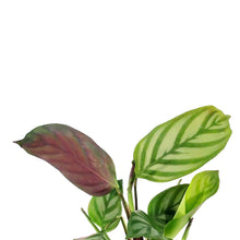 Load image into Gallery viewer, Ctenanthe, 4in, Oppenheimer