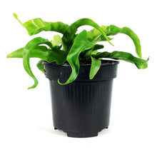 Load image into Gallery viewer, Fern, 4in, Bird's Nest Twisted