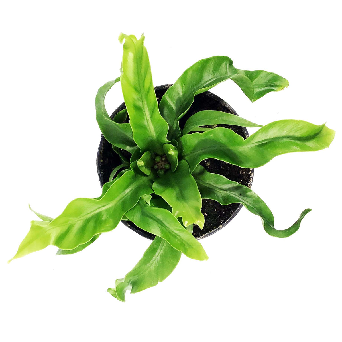 twisted bird's nest fern Fern, 4in, Bird's Nest Twisted – Floral Acres Greenhouse & Garden Centre