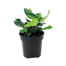 Load image into Gallery viewer, Fern, 4in, Heart