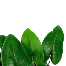 Load image into Gallery viewer, Fern, 4in, Heart