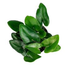 Load image into Gallery viewer, Fern, 4in, Heart