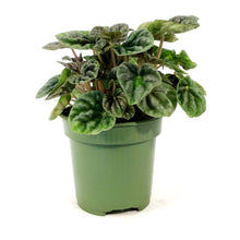 Load image into Gallery viewer, Peperomia, 4in, Grey Luna