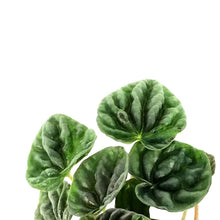 Load image into Gallery viewer, Peperomia, 4in, Grey Luna