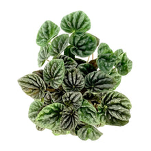 Load image into Gallery viewer, Peperomia, 4in, Grey Luna