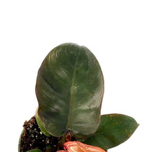 Load image into Gallery viewer, Philodendron, 4in, Black Cardinal