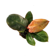 Load image into Gallery viewer, Philodendron, 4in, Black Cardinal