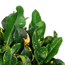 Load image into Gallery viewer, Croton, 10in, Magnificent
