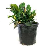 Load image into Gallery viewer, Croton, 10in, Magnificent