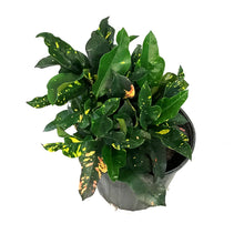 Load image into Gallery viewer, Croton, 10in, Magnificent