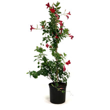 Load image into Gallery viewer, Dipladenia, 10in, Red Bush