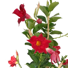 Load image into Gallery viewer, Dipladenia, 10in, Red Bush
