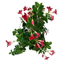 Load image into Gallery viewer, Dipladenia, 10in, Red Bush